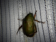 Anomala albopilosa albopilosa