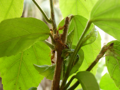 Camponotus