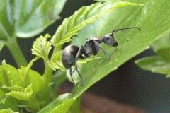 Myrma
