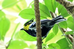 Machlolophus spilonotus