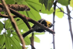 Machlolophus spilonotus