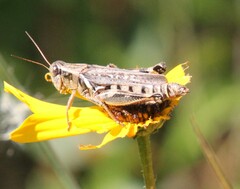 Melanoplus keeleri