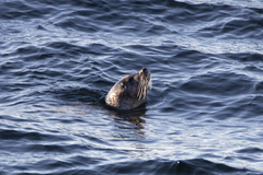 Phoca vitulina vitulina