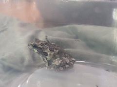 Hyla versicolor