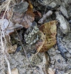 Hyla versicolor