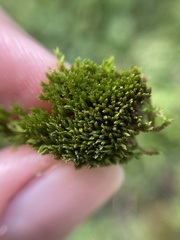 Orthotrichum anomalum