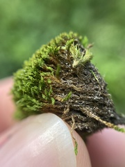 Orthotrichum anomalum