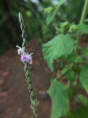 Rostellularia quinqueangularis