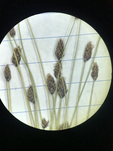 Eleocharis tenuis var. tenuis