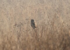 Asio capensis capensis