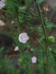 Pavonia zeylanica