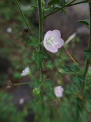 Pavonia zeylanica
