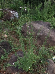 Pavonia zeylanica