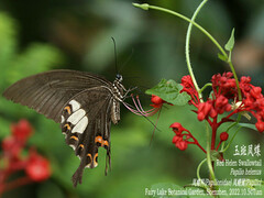 Papilio helenus