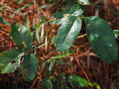 Rhamnaceae
