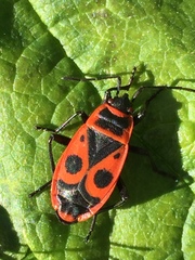 Pyrrhocoris apterus