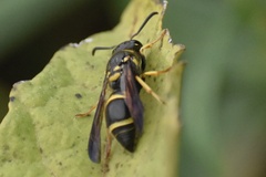Ancistrocerus