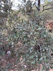 Coccifera