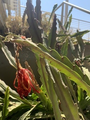 Disocactus ackermannii