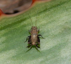 Nemobiinae