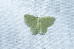 Idiochlora minuscula