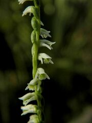 Spiranthes torta