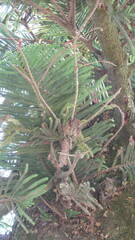 Araucaria