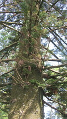 Araucaria