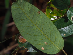 Rhamnaceae