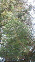 Araucaria