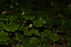 Piper excelsum psittacorum