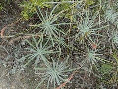 Onosma simplicissima