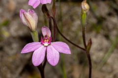 Caladenia