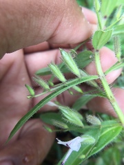 Andrographis echioides