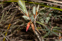 Stenanthera conostephioides