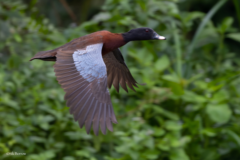 Pteronetta