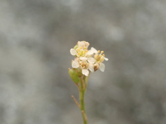 Lepidium meyeri