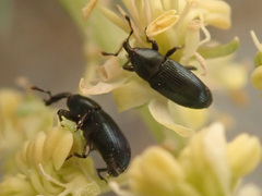 Aulacobaris