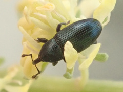 Aulacobaris