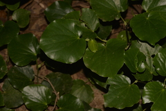 Piper excelsum psittacorum