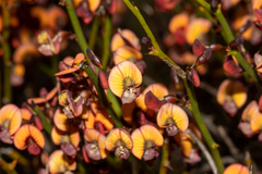 Daviesia brevifolia
