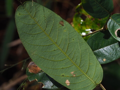 Rhamnaceae