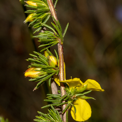 Hibbertia fasciculata