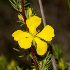 Hibbertia fasciculata