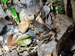 Pulchrana baramica