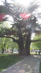 Cupressus macrocarpa
