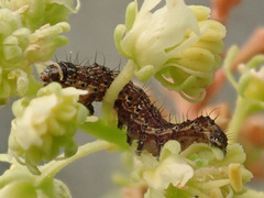 Helicoverpa armigera