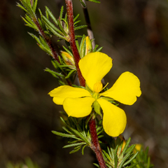 Hibbertia fasciculata
