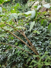 Ligustrum