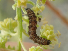 Helicoverpa armigera